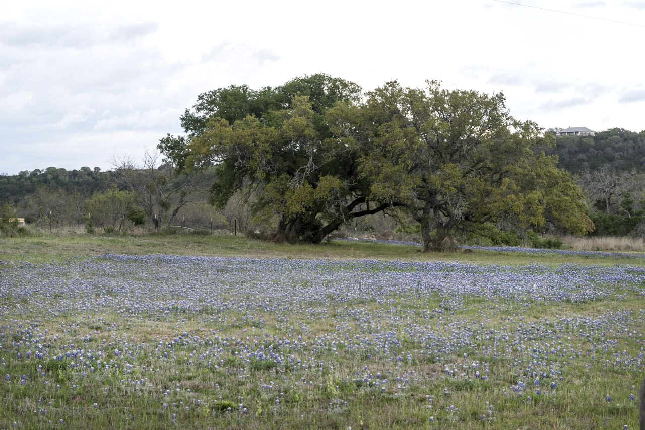 A vast field of Texas bluebonnets in bloom across rolling Hill Country near Burnet — bright blue wildflowers stretching to a tree line under partly cloudy skies.