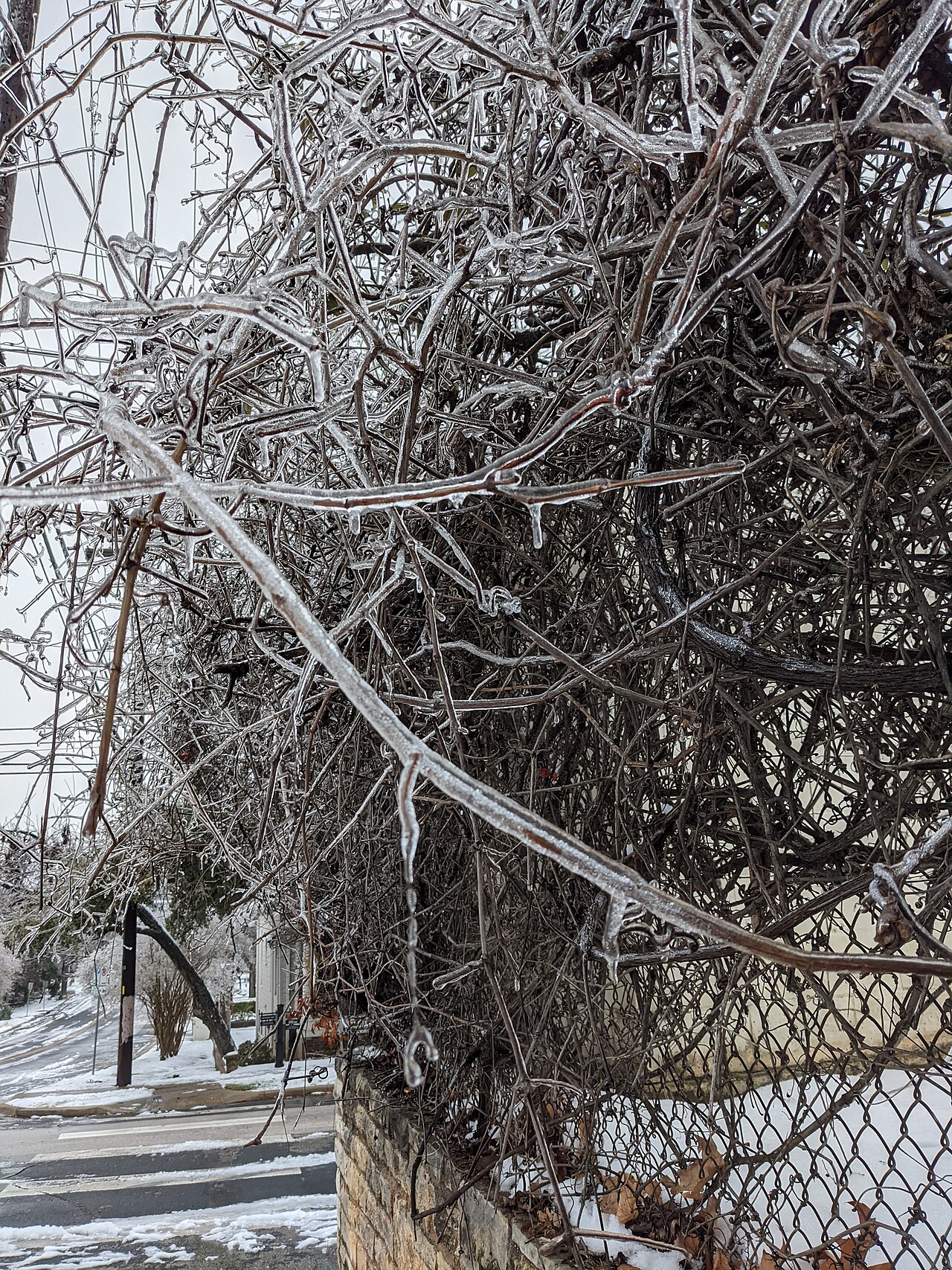 Trees and vegetation completely encased in clear ice after a Texas ice storm in Austin — the visible signature of a major winter weather event.