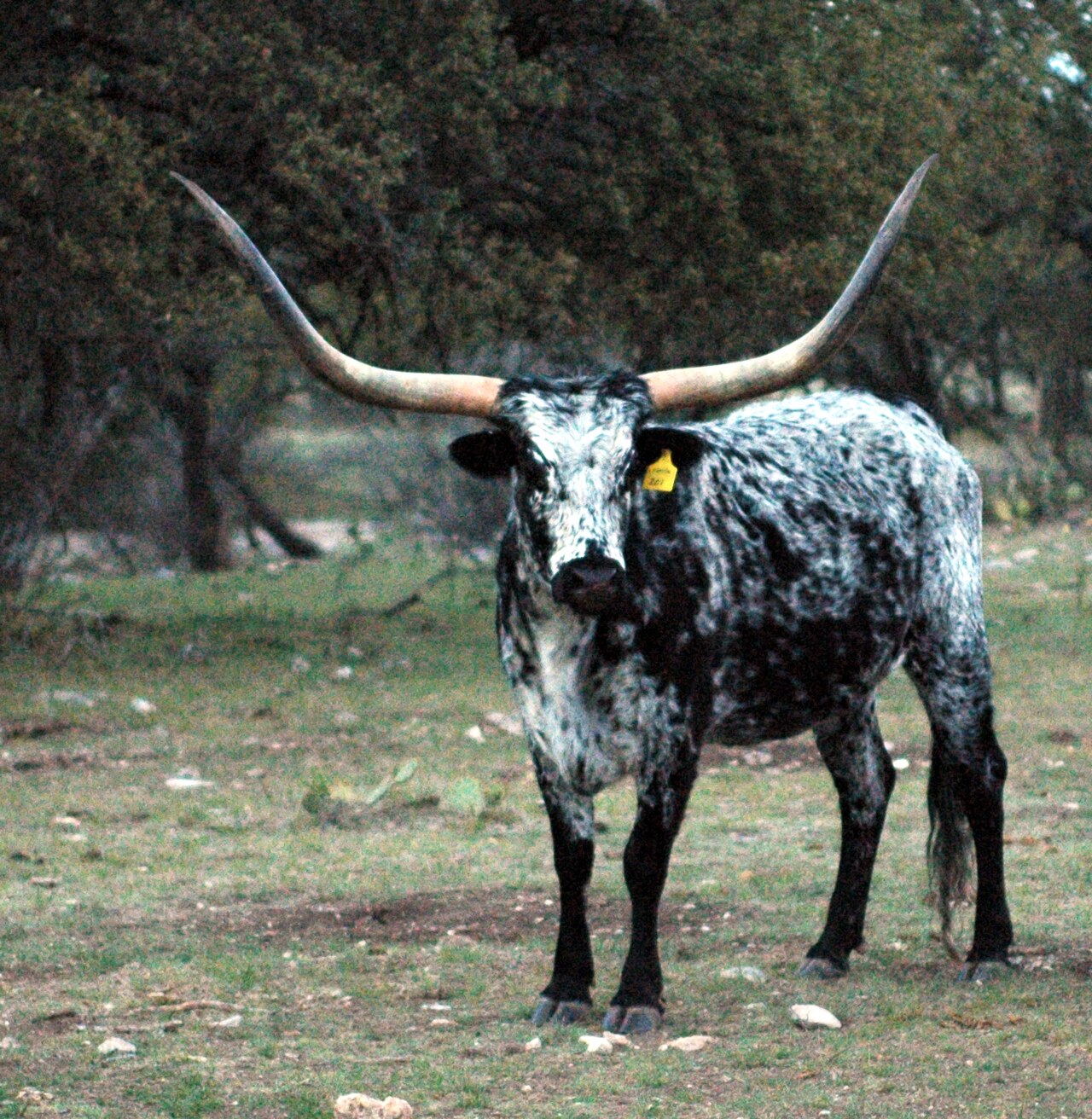 A massive Texas Longhorn steer with sweeping curved horns standing in a sun-bleached pasture near Rocksprings, Texas.
